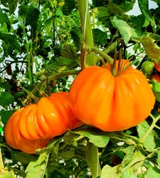 beauty lottringa orange8